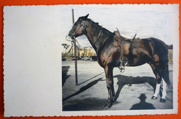 HORSE , CAVALLO , PFERD - NICE COLOR PHOTO - Horses