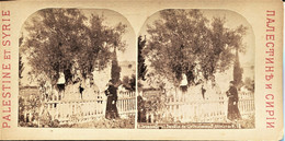 13254 JERUSALEM : Jardin De Gethsemanie Photo Stéreos. Bromure - Palestine Syrie - , Olivier De N.S - Avant 1900 - Stereoscopic