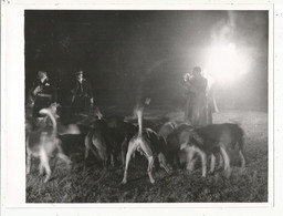 Photographie , 240 X 185 Mm, Sports ,CHASSE A COURRE, Nocturne ,chiens, Frais Fr 2.45 E - Sporten