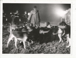 Photographie , 240 X 185 Mm, Sports ,CHASSE A COURRE, Nocturne ,chiens, Frais Fr 2.45 E - Sport