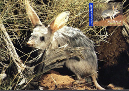 " GREATER BILBY MACROTIS LAGOTIS  " Sur Carte Maximum Et PAP Neuf D'Australie De 2006. Parfait état. CM - Cartes-Maximum (CM)