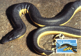 ✅ " YELLOW-BELLIED SNAKE " Sur Carte Maximum Et PAP Neuf D'Australie De 2006. Parfait état. CM - Snakes