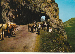 ***  65  ***  Col De L'Aubisque Le Tunnel De La Roche Bazan Timbrée TTB - Breeding