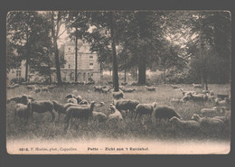 Putte - Zicht Aan 't Ravenhof - Schapen / Moutons / Sheep - Putte