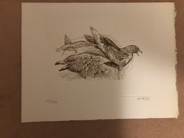 Gravure De Andréotto Couleur Sur Papier Velin (325 X 250) TAAF N° 176 (Skua) - Ongetande, Proeven & Plaatfouten