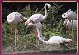 Tierpark Ueckermünde, Germany - Flamingos - Ückermünde