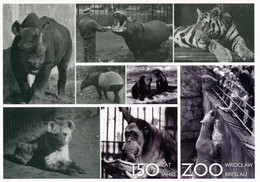 ZOO Wroclaw, Poland - 150anniversary - Rhino, Hyena, Hippo, Tapir, Sea Lion, Orangutan, Tiger, Polar Bear - Polonia