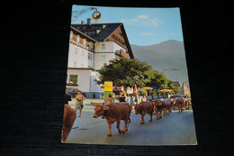 32656-                 ST. ANTON AM ARLBERG / VIETRIEB - Cows