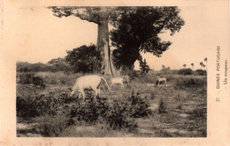 GUINÉ  BISSAU - Un Trupeau - Guinea-Bissau