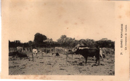 GUINÉ  BISSAU - Un Trupeau De Vaches - Guinea-Bissau