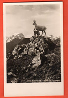 FBC-32 Braunwald, Gemsen Im Alpgebiet. Chamois.  Schönwetter 1089, Nicht Gelaufen - Braunwald