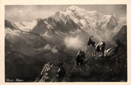 Chamonix * Carte Photo * Vue Sur Le Mont Blanc * Mouflons - Chamonix-Mont-Blanc