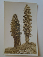 D183217  Old Postcard -United States  - RPPC - Yosemite Valley  -Snow Plant  1/3 Natural Size - Yosemite
