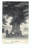 Zoersel  -  Lindenboom 1919  F Hoelen,phot, Cappellen 1919 - Zoersel