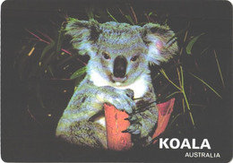 Australia:Koala On Tree - Altri