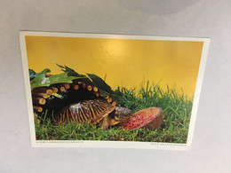 (ZZ 35) Germany Posted To Australia - Tortoise / Tortue - Tortues