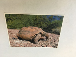 (ZZ 35) Tortoise / Tortue - Schildkröten