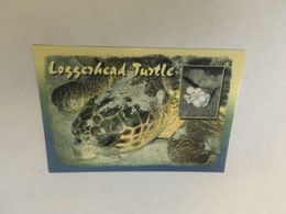 (ZZ 35)  Tortoise / Tortue Loggerhead With Egg - Tortugas
