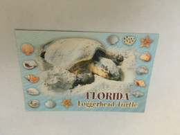 (ZZ 35)  Tortoise / Tortue With Seashell / Coquillage - Turtles