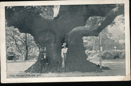 Angleterre ---    The Trunk Major Oak - Otros & Sin Clasificación