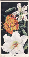 Carreras Cigarette Card - Flowers - 1936 - 50 Lilies - Player's