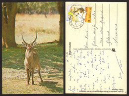 Zambia Luangwa Valley Kobus Nice Stamp #19627 - Sambia