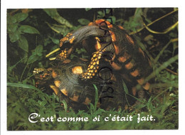 Couple De Tortues En Rut:" C'est Comme Si C'était Fait" - Tortues