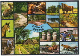 Groeten Uit Odoorn - Paarden, Boeren, Melkbussen E.d. - (Drenthe, Holland) - Nr. L 7861 - Odoorn