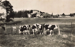 38 Diemoz  Vue Sur Le Village Vaches - Diémoz