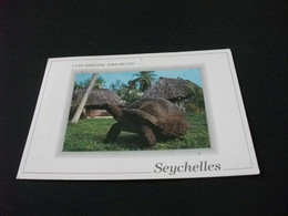 TARTARUGA LAND TORTOISE BIRD ISLAND SEYCHELLES FORI PUNTINA - Turtles