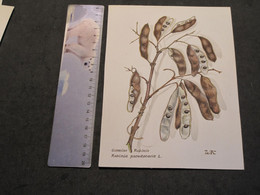 GEMEINE ROBINIE - ROBINIA PSEUDACACIA L. - AQUARELLE/REHAUTS - MONOGRAMMEE WK - Acuarelas