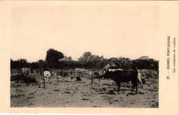 GUINÉ BISSAU - Un Troupeau De Vaches - Guinea-Bissau