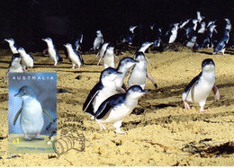 ✅ " LITTLE PENGUIN " Sur Carte Maximum Et PAP Neuf Du Territoire Antarctique De 2004. CM - Cartes-Maximum (CM)