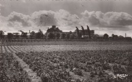 BRETIGNY SUR ORGE - Les Sorbiers Et Champs Fleuris De La Maison Clause - Bretigny Sur Orge