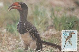 MAXIMUM CARD - MAXICARD - MAXIMUM KARTE - CARTE MAXIMUM - SOUTH AFRICA - HOMBILL OF MONTEIRO - Tockus Monteiri - Cuckoos & Turacos