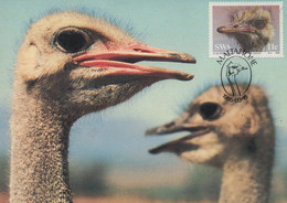 CARTE MAXIMUM- MAXICARD- MAXIMUM KARTE- MAXIMUM CARD- SWA- AUTRUCHES- (TÊTE) - Struthio Camelus Australis - OBL. TRIPLE - Ostriches