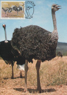 MAXIMUM CARD - MAXICARD - MAXIMUM KARTE -CARTE MAXIMUM - SWA - AUTRUCHES- Struthio Camelus Australios - OBL. TRIPLE - Struisvogels