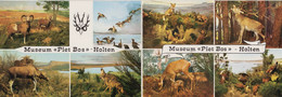 Holten (Ov.) - Natuur Historisch Museum 'Piet Bos' - Wild - (Nederland) - Dubbele Klapkaart - Holten