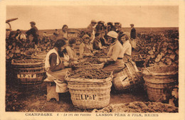 51-REIMS- LANSON PERE ET FILS- LE TRI DES RAISINS - Reims