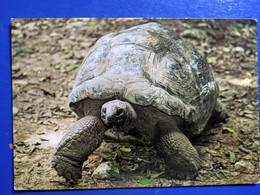 TORTUE - Schildpadden