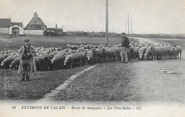 62)  SANGATTE  -  Environs De Calais -  Route Sangatte Les Prés Salés ( Troupeau De Moutons ) - Sangatte