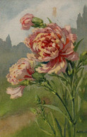 Illustrée Signée A. HALLER : Oeillets Roses - Haller, A.