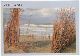 Vlieland - Riet, Duin, Branding - (Nederland/Holland) - 203 - Vlieland