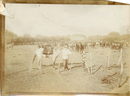 090921 - PHOTO ANCIENNE - AMERIQUE URUGUAY MONTEVIDEO Ferme élevage De Chevaux Haras - Uruguay