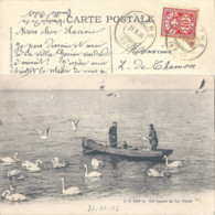 Les Cygnes Du Lac Léman  (ASSENS)         1906 - Assens