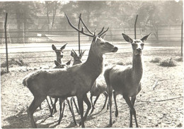 Red Deers In Zoo - Altri & Non Classificati