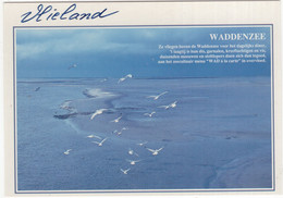 Vlieland - Waddenzee - Vogels - (Nederland/Holland) - 207 - Vlieland