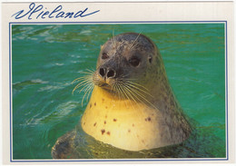 Vlieland - Zeehond - (Nederland/Holland) - 208 - (Phoque/Seal/Seehund) - Vlieland