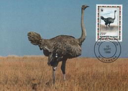 CARTE MAXIMUM- MAXICARD- MAXIMUM KARTE- CARTOLINA MAXIMA- MAXIMUM CARD- TCHAD- AUTRUCHE- Struthio Camelus - OBL 1ER JOUR - Ostriches