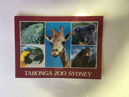 (1 A 24)Australia - NSW - Sydney - Taronga Zoo (with 37cents Christmas Stamp At Back Of Card) - Sydney